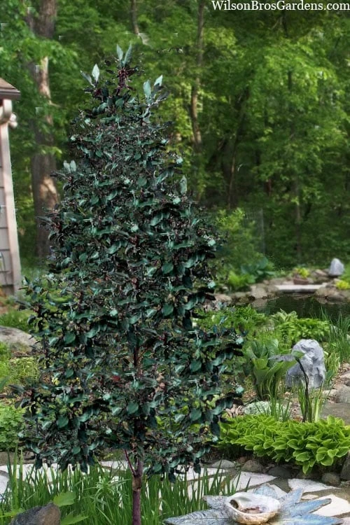 Scarlet Bells' Hong Kong Rose (Rhodoleia Henryi) - 3 Gallon Pot - Image 11