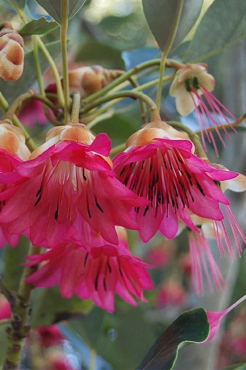 Scarlet Bells' Hong Kong Rose (Rhodoleia Henryi) - 3 Gallon Pot - Image 9