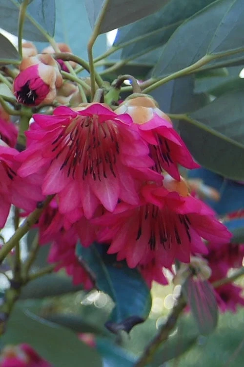 Scarlet Bells' Hong Kong Rose (Rhodoleia Henryi) - 3 Gallon Pot - Image 8