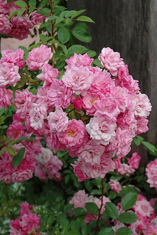 Peggy Martin Climbing Rose - 3 Gallon Pot - Image 8