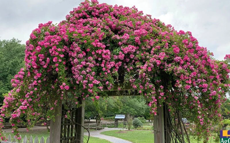Peggy Martin Climbing Rose - 3 Gallon Pot - Image 6