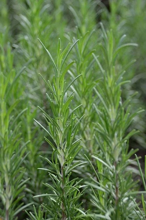 Madeline Hill Rosemary - 1 Gallon Pot - Image 7