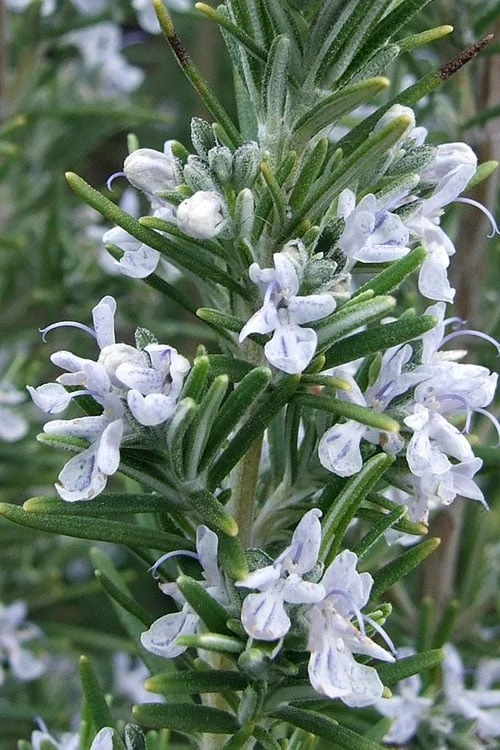 Madeline Hill Rosemary - 1 Gallon Pot