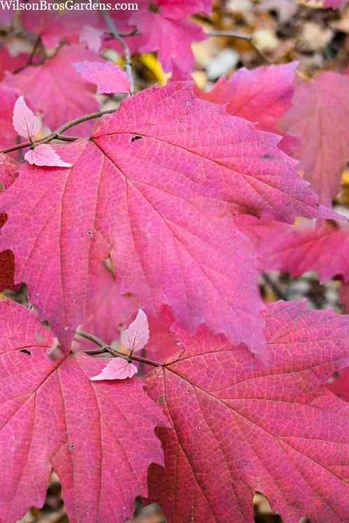 Maple Leaf Viburnum - 3 Pack Of 1.5 Quart Pots - Image 7