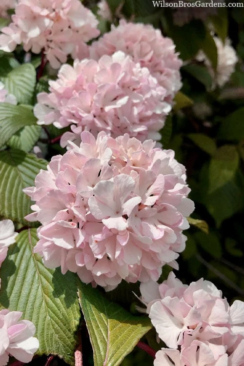 Kern's Pink Snowball Viburnum Bush - 2 Gallon Pot - Image 5