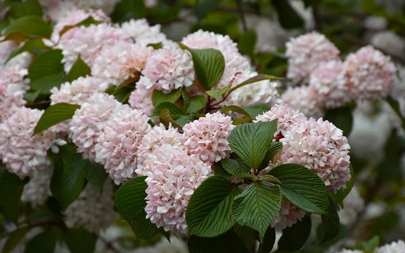 Kern's Pink Snowball Viburnum Bush - 2 Gallon Pot - Image 6