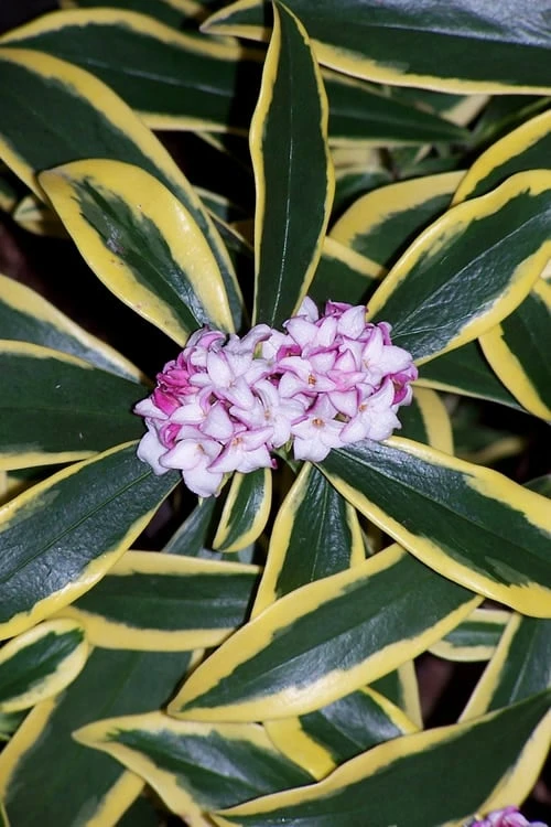 Marianni Variegated Pink Winter Daphne - 1 Gallon Pot - Image 5