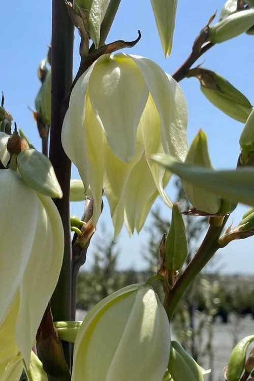 Silver Anniversary Yucca - 1 Gallon Pot - Image 6