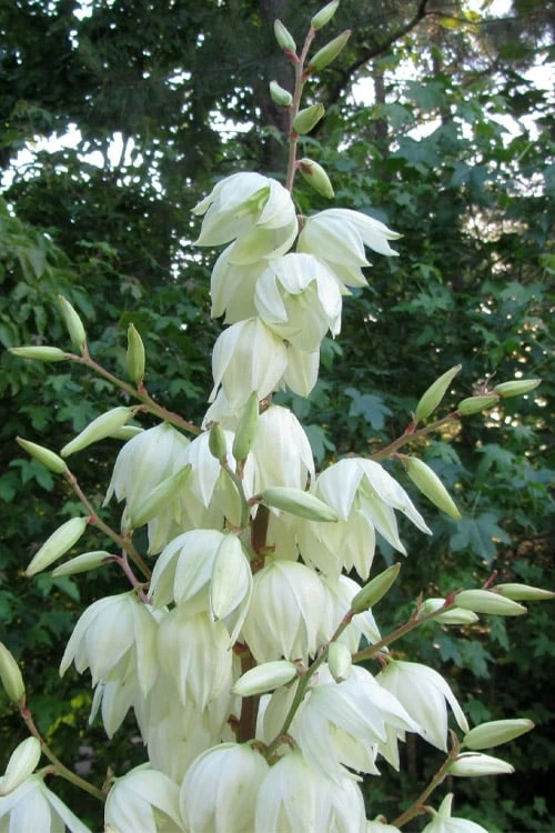 Silver Anniversary Yucca - 1 Gallon Pot - Image 4